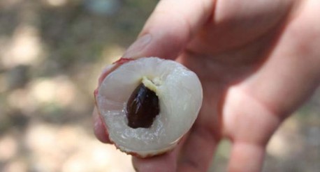 　　這就是傳說中的瓤肉瑩白如冰雪,漿液甘酸如醴酪。大家一下就摘了半筐。