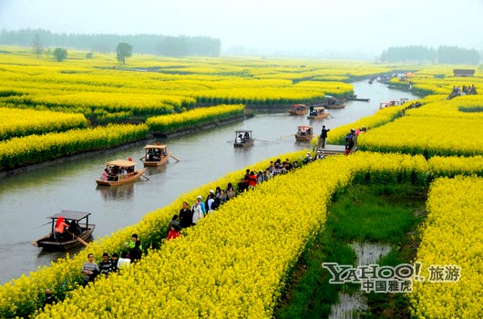 　　興化的油菜花最讓人心醉,因為沒有一個地方能把油菜花和水景結(jié)合得如此到位。(圖片來源:CFP)