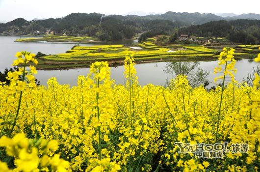 　　成片的油菜花同時開放,置身于其中,會感受到色彩給人的震撼和陶醉。(圖片來源:CFP)