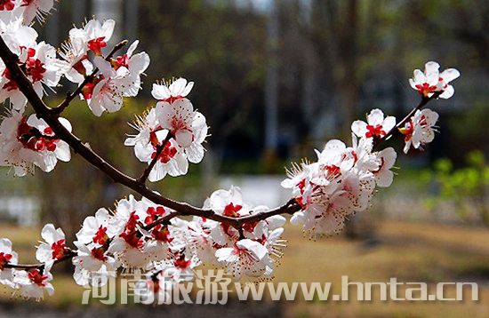 周末賞花 鄭州周邊 自駕游 周末賞花 鄭州周邊 自駕游