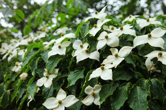 四照花開滿樹,賞花正當(dāng)時(shí) 四照花開滿樹,賞花正當(dāng)時(shí)