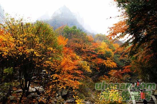 深秋去堯山賞紅葉、泡溫泉、拜大佛