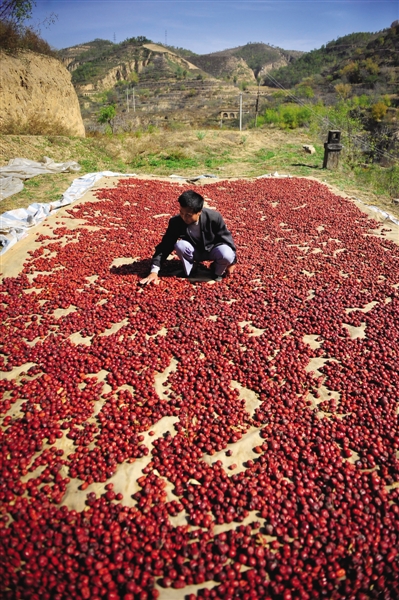 黃老漢家窯洞頂上鋪著一層紅棗,這也是他做黃饃饃的餡料。