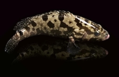 深海魚：餐桌上的極致營(yíng)養(yǎng)品