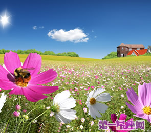 十二星座代表什么花？