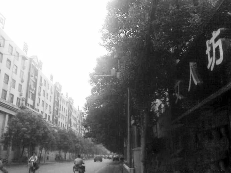 　　樹木枝繁葉茂，幾乎完全擋住紅綠燈 網(wǎng)友供圖