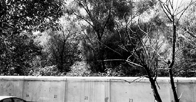 家長們熱切盼望的天明路小學(xué)規(guī)劃地，就在這個(gè)郁郁蔥蔥的院里