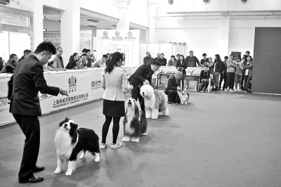 國際犬只盛典大賽落地中原 狗狗選美賽鄭州首秀 國際犬只盛典大賽落地中原 狗狗選美賽鄭州首秀