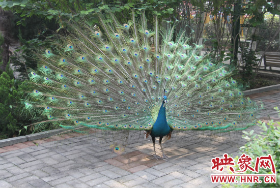 游客們來到動物園可以近距離觀賞孔雀開屏。
