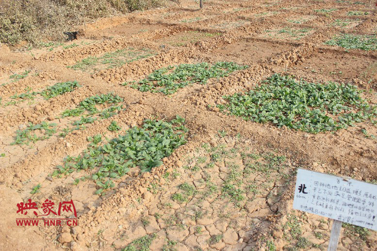 開心農(nóng)場(chǎng)哦，你可以再這兒包地，無毒無公害綠色產(chǎn)品