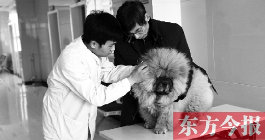 在一家大型寵物醫(yī)院里,生病的狗狗正在接受治療 在一家大型寵物醫(yī)院里,生病的狗狗正在接受治療