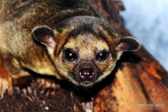 老奶奶醒來發(fā)現(xiàn)胸口異獸 嚇一大跳竟是蜜熊香蕉出來調皮/圖