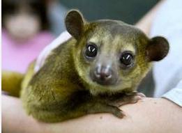 老奶奶醒來發(fā)現(xiàn)胸口異獸 嚇一大跳竟是蜜熊香蕉出來調皮/圖