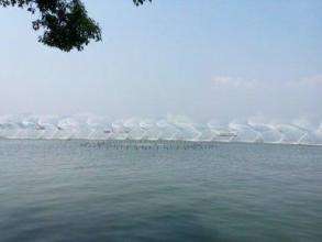 游客低頭玩手機踩空掉進西湖 幸有消防士官途經(jīng)救起