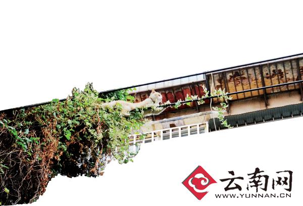 小貓下樹，但小貓就是不下來，反而爬到了一根緊貼著樹的電線上。