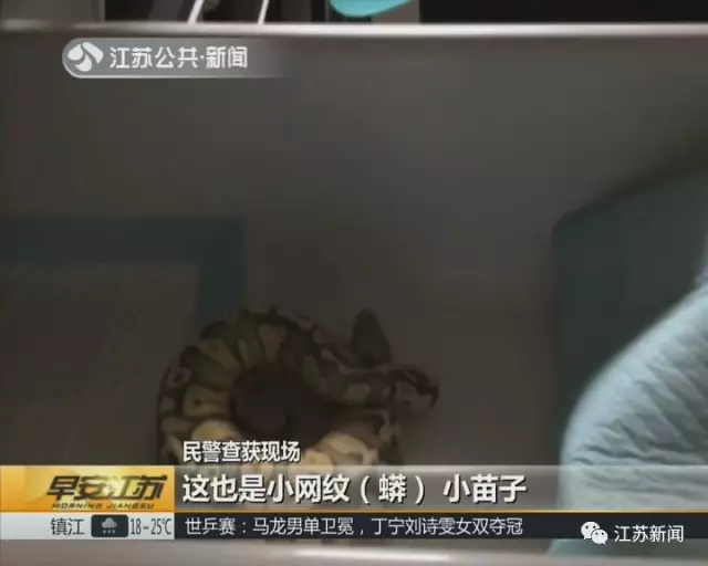 南京一小區(qū)內(nèi)28條蟒蛇盤(pán)踞 養(yǎng)它們的竟是90后小伙