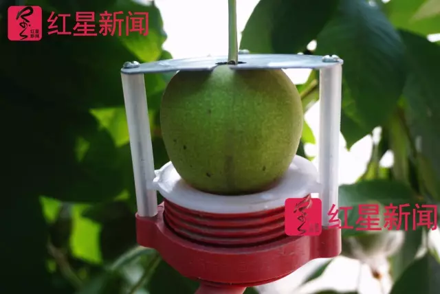 文玩核桃遇冷由幾萬一對降到5元沒人要？商戶否認(rèn)