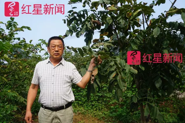 文玩核桃遇冷由幾萬一對降到5元沒人要？商戶否認(rèn)