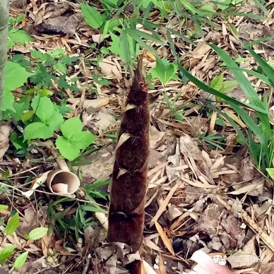 咦~這是什么？能吃嗎？