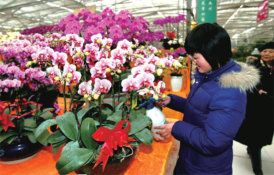 春節(jié)即將來臨，蝴蝶蘭依舊是節(jié)日花卉市場上最吸引眼球的品種，但銷量沒有去年同期好