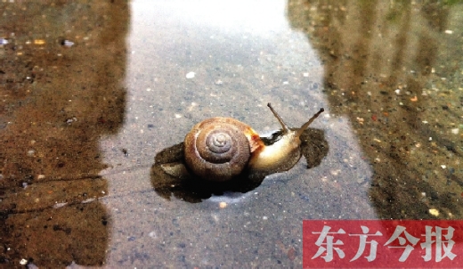 堵車俺不怕，就怕發(fā)大水，這不，一大早蹚水過街，現(xiàn)在已經(jīng)是下午了，俺還在馬路中間呢