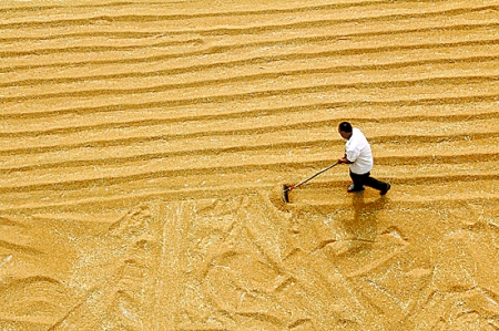 6月7日，內(nèi)黃縣城關(guān)鎮(zhèn)農(nóng)民在晾曬小麥。