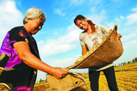 8月24日，內(nèi)黃縣城關(guān)鎮(zhèn)農(nóng)民在收獲早熟花生。
