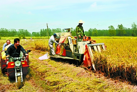 8月25日，農(nóng)機(jī)手在固始縣泉河鄉(xiāng)王樓村稻田里開(kāi)始機(jī)收水稻。