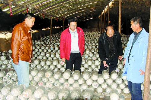 張泉鑫（左二）指導(dǎo)食用菌種植戶解決技術(shù)難題。