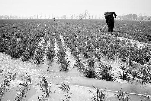 3月25日，濮陽縣郎中鄉(xiāng)大趙寨村農(nóng)民在為小麥澆水。連日來，濮陽縣廣大農(nóng)民不誤農(nóng)時，及時為麥田施肥、澆