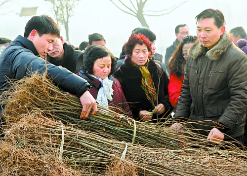 武陟縣群眾在領(lǐng)取樹(shù)苗