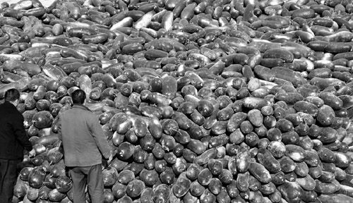 綠油油的冬瓜堆積如山。