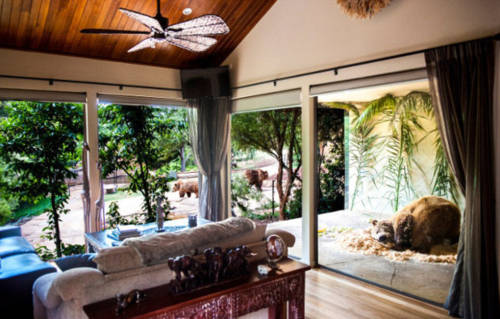 澳洲動物園中開旅館 親密接觸野生動物 澳洲動物園中開旅館 親密接觸野生動物