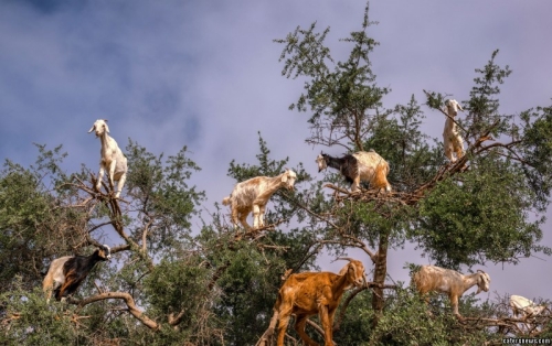 山羊爬樹尋食一幕 山羊爬樹尋食一幕