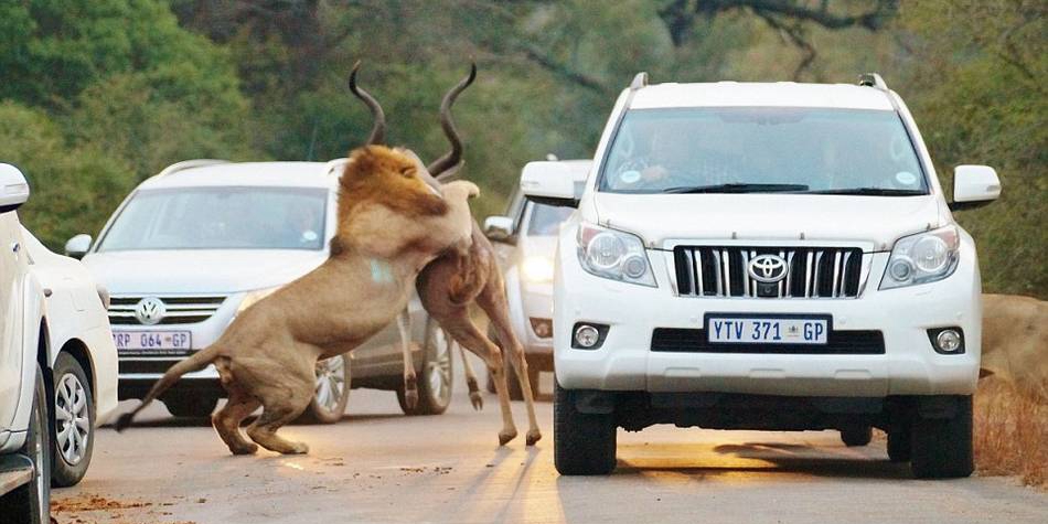 獅子們在距離人類一米的地方捕食 獅子們在距離人類一米的地方捕食