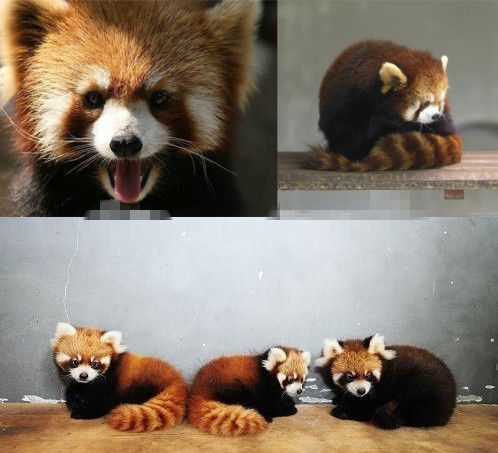 網(wǎng)友猜測三只小浣熊寓意歐弟老婆懷孕。