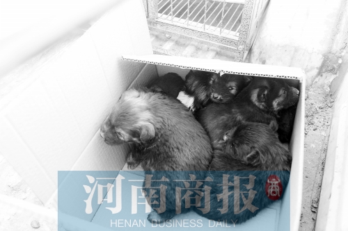 一家只能養(yǎng)一只狗，多余的被暫扣