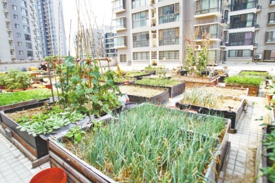  小區(qū)3層商鋪的樓頂是個(gè)大平臺(tái)，個(gè)人圍起來(lái)的“小菜園”約有50多個(gè)。