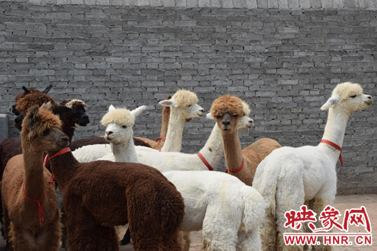 今年11月-12月,我省將再?gòu)闹抢M(jìn)210只羊駝。