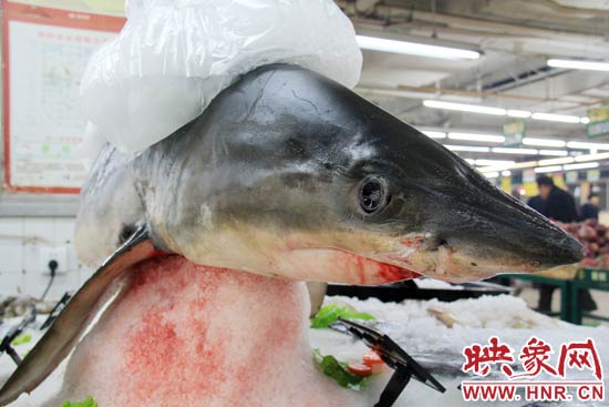 這條鯊魚長(zhǎng)約1.5米，寬約0.5米，上身被碎冰覆蓋，保存較完整。