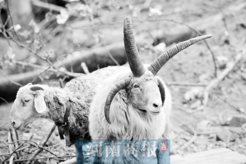 “咩……我的原主人說，他養(yǎng)了一輩子羊，也沒見過我這種情況”