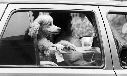 再帶著寵物出門坐出租車，可得想好了