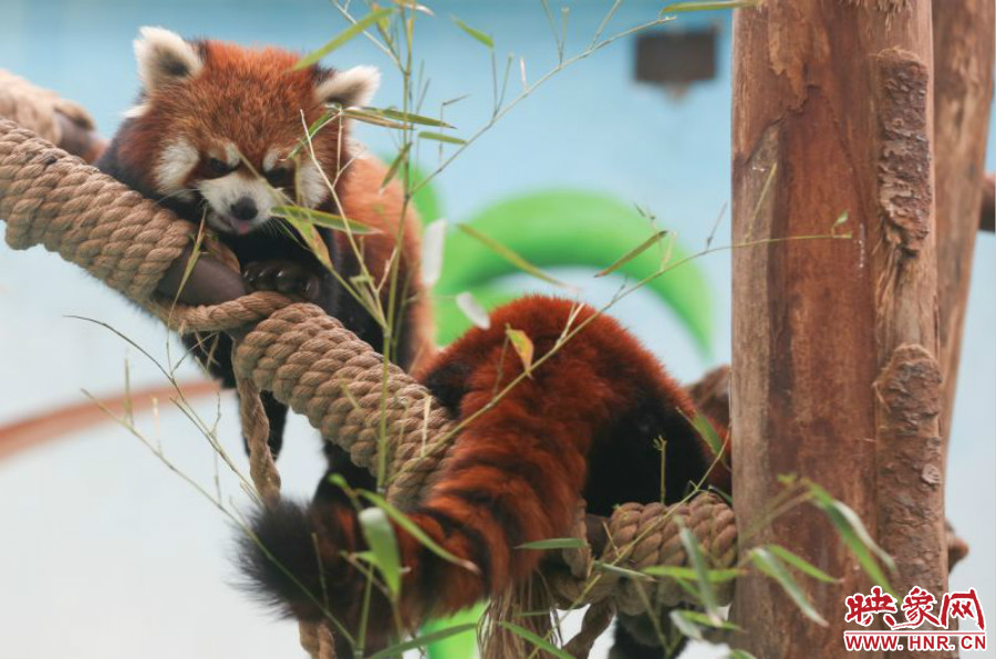 憨態(tài)可掬的小熊貓備受小朋友們的喜愛。