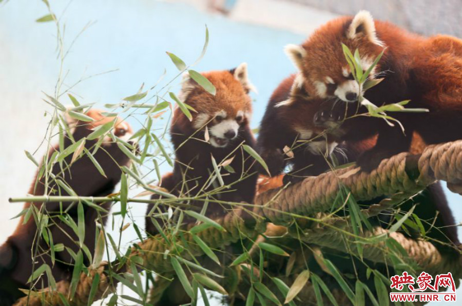 18只小熊貓正在進(jìn)食。