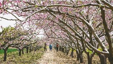 　郊外花海惹人醉。