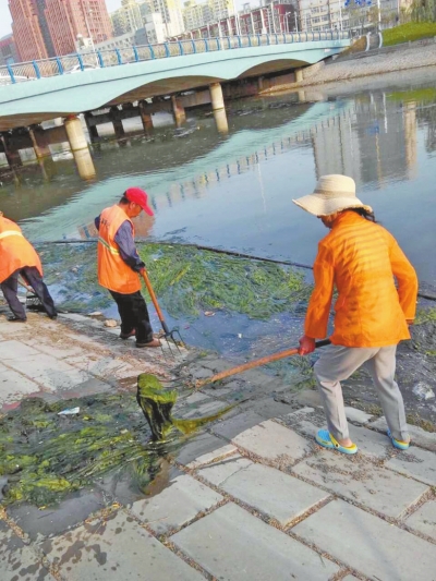 每天出動六十人次進(jìn)行打撈，也難以遏制綠藻蔓延。