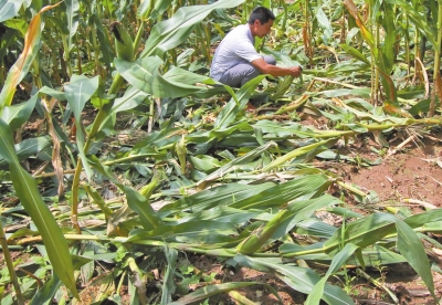 甕峪村一莊稼地，被野豬糟蹋的玉米。