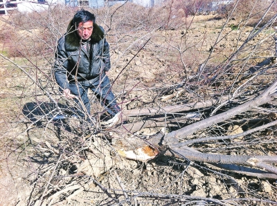 問(wèn)周邊的人，都說(shuō)白天沒(méi)見(jiàn)有人推樹(shù)，可能是夜里被鏟車推的