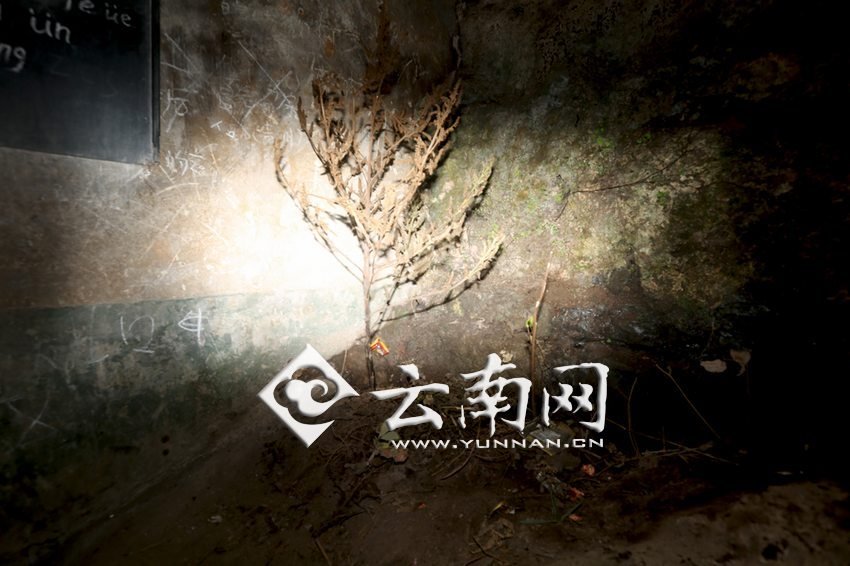 　教室里沒(méi)有燈，光線太暗，村民便種下了野蘇麻，希望教室有綠色，讓孩子們看到“希望”。 徐弘毅 攝