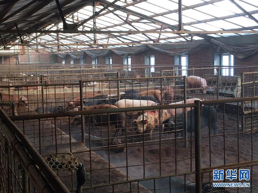 穗豐園里的豬舍（2013年12月8日攝）。新華社記者 程子龍 攝